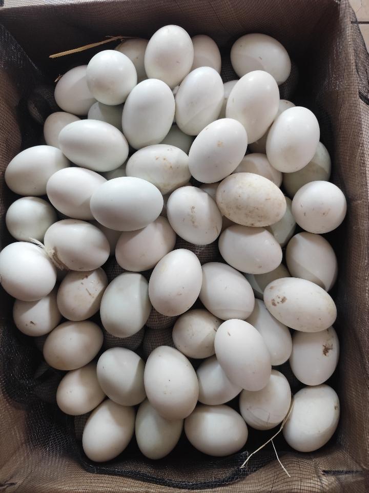 Trứng vịt lộn -duoc-ban-tai-Tạp hóa khoa hương