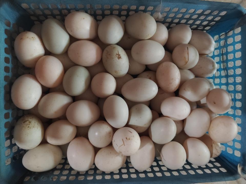 Trứng vịt trắng -duoc-ban-tai-Tạp hóa khoa hương