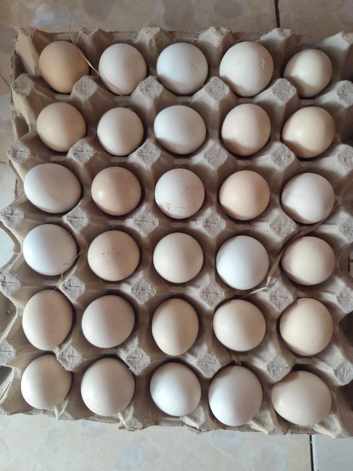 Trứng gà ta -duoc-ban-tai-Tạp hóa khoa hương