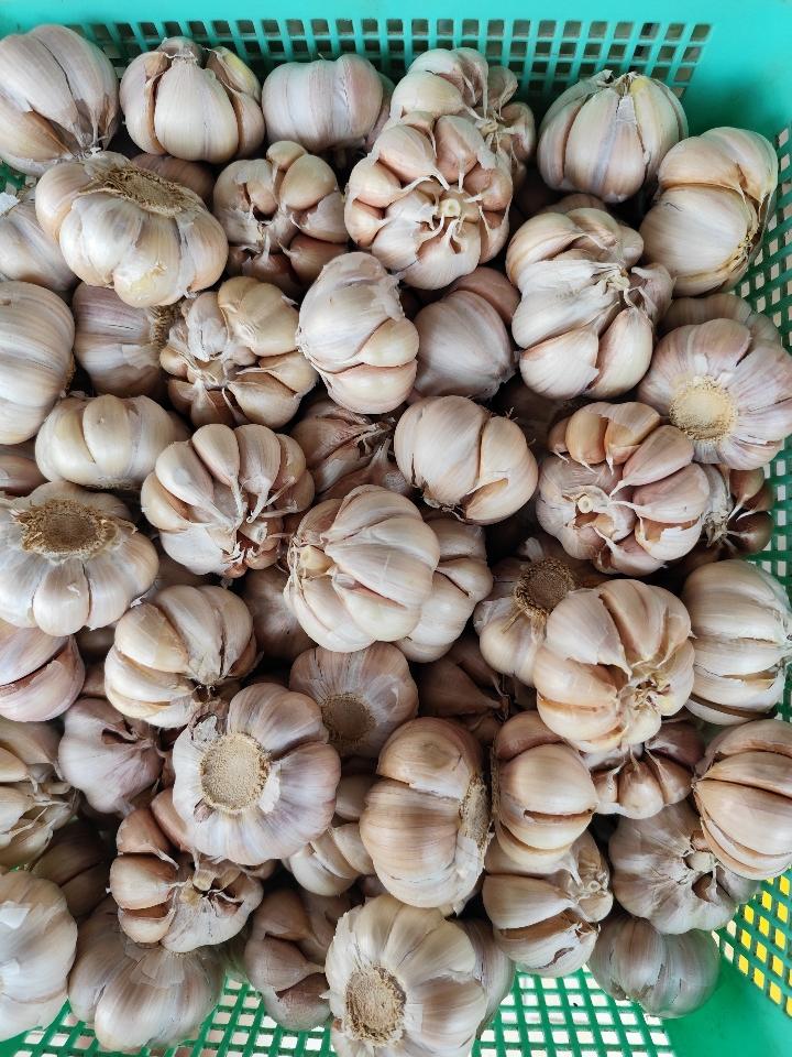 Tỏi -duoc-ban-tai-Tạp hóa khoa hương