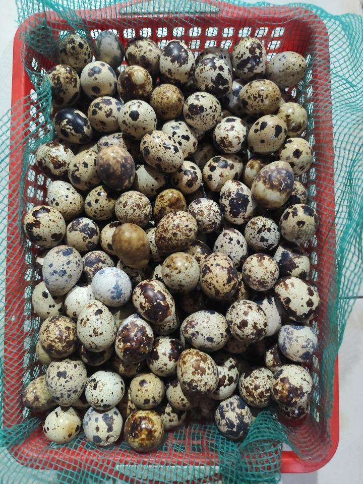 Trứng cút-duoc-ban-tai-Tạp hóa khoa hương