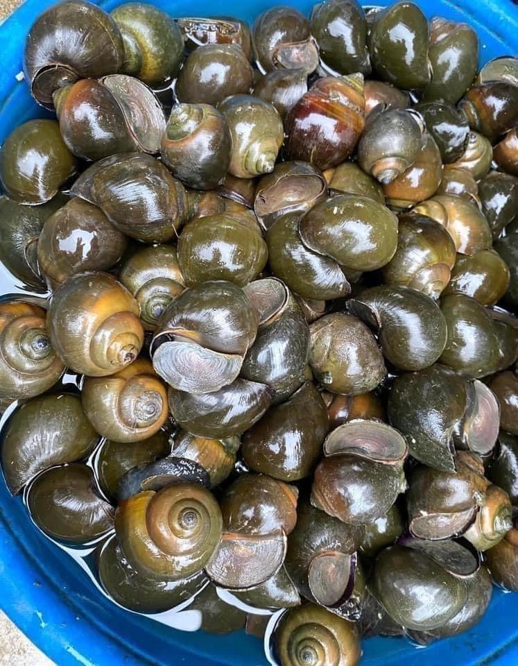 Chả Ốc nhồi-duoc-ban-tai-Bếp Vị Bắc