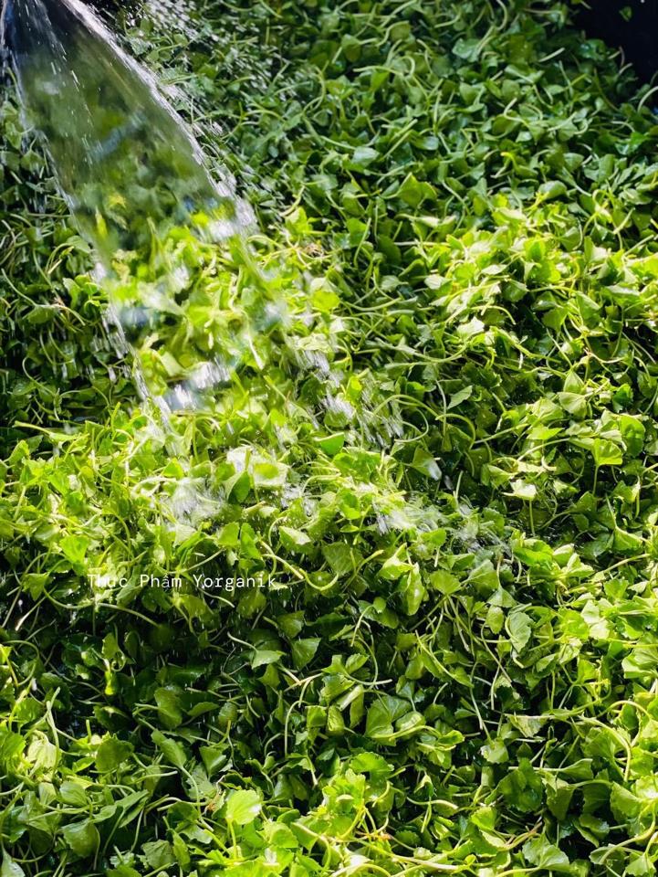 Bột Rau Má Sấy Lạnh Yorganik 70g-duoc-ban-tai-Thực Phẩm Yorganik
