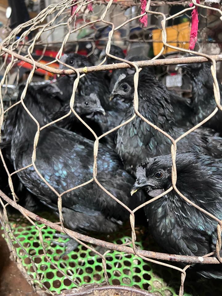 Gà đen sống 1.5-2.5kg-duoc-ban-tai-VŨ HỒNG TUYẾT