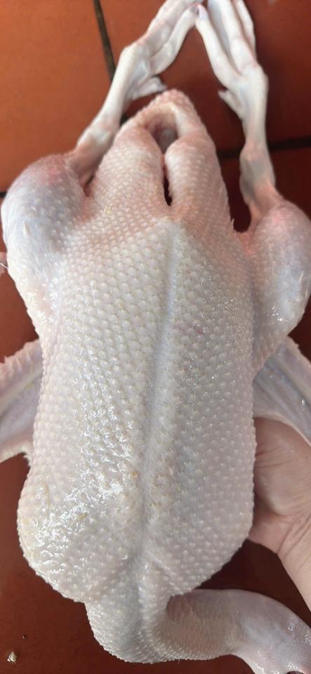 Ngan dé 1.6-1.8kg-duoc-ban-tai-VŨ HỒNG TUYẾT