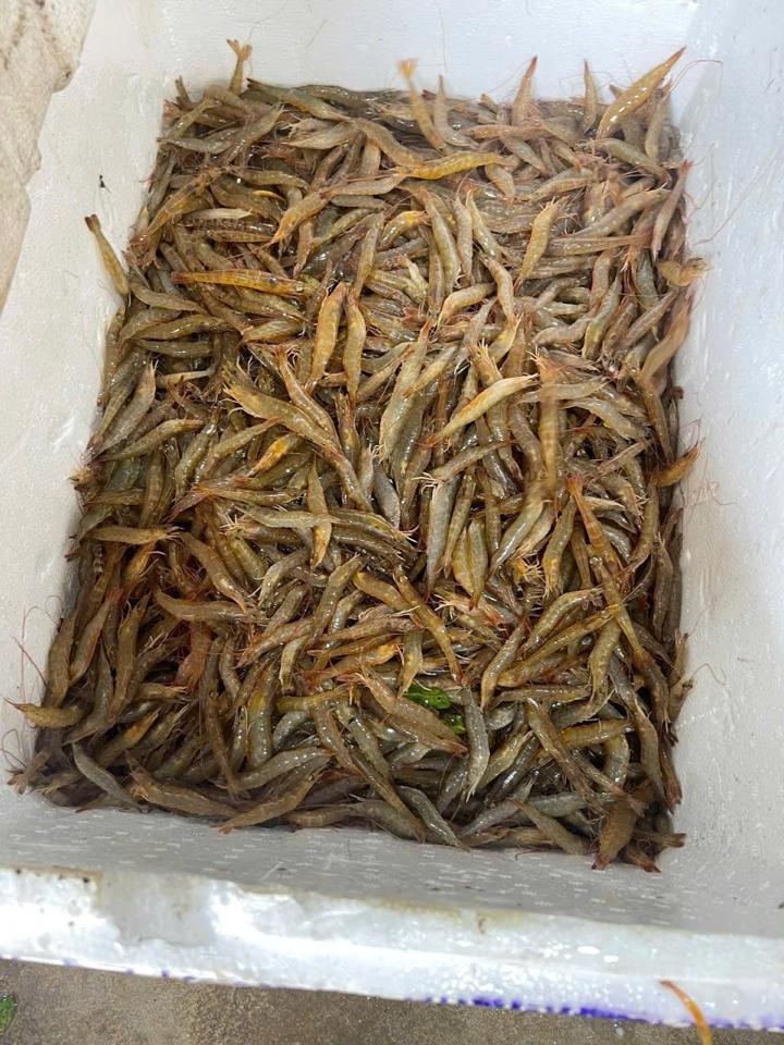 Tôm rảo nhỏ-duoc-ban-tai-VŨ HỒNG TUYẾT