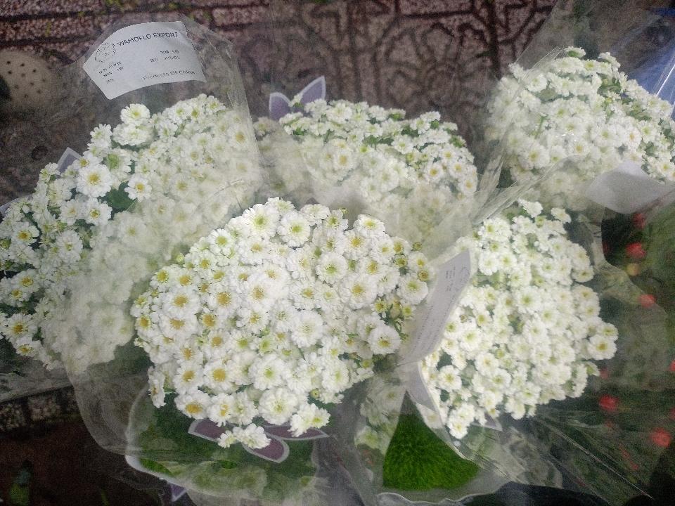 Cúc Tana kép-duoc-ban-tai-Tiệm hoa nhà tình