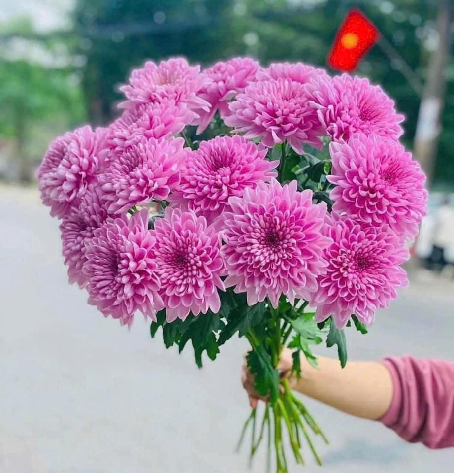 Cúc Hồng hasfarm-duoc-ban-tai-Tiệm hoa nhà tình