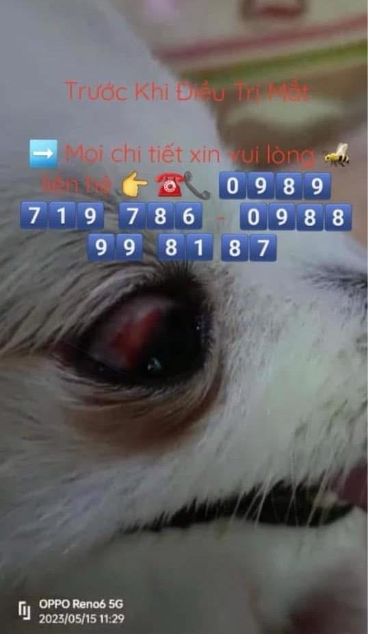 Thuốc Trị Các bệnh về mắt dành cho Chó Mèo Thuốc trị bệnh về mắt cho chó mèo – Hết ghèn, giảm ngứa, sáng mắt-duoc-ban-tai-Bệnh Viện Thú Cưng Việt - Mỹ Hà Nội