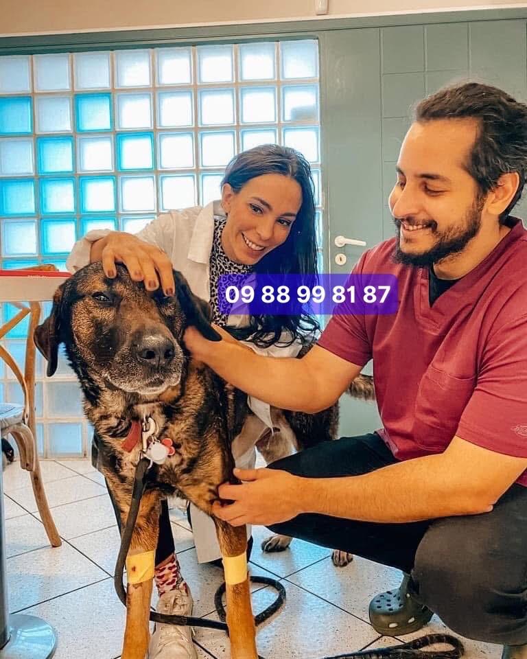 Sữa tắm khô cho chó mèo,thỏ – Làm sạch nhanh, khử mùi,thơm lâu,phù hợp mùa đông và cho chó mèo ốm-duoc-ban-tai-Bệnh Viện Thú Cưng Việt - Mỹ Hà Nội