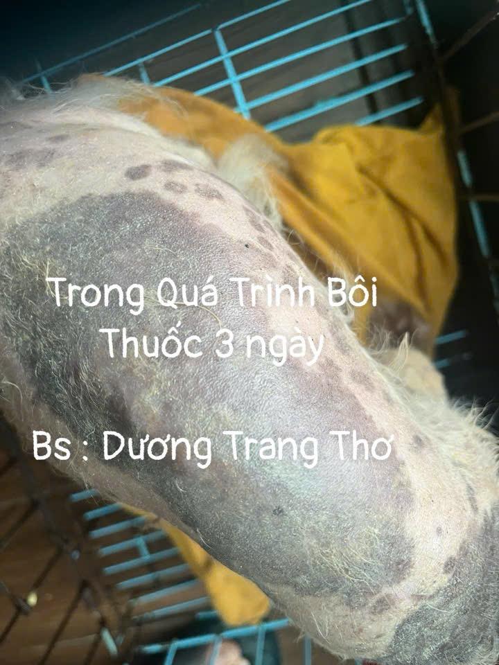 Kem Hỗ Trợ Xoá Thâm Da Chó Mèo – Giảm Tăng Sắc Tố, Nấm Da, Viêm Da ,Kích Mọc Lông Nhanh-duoc-ban-tai-Bệnh Viện Thú Cưng Việt - Mỹ Hà Nội
