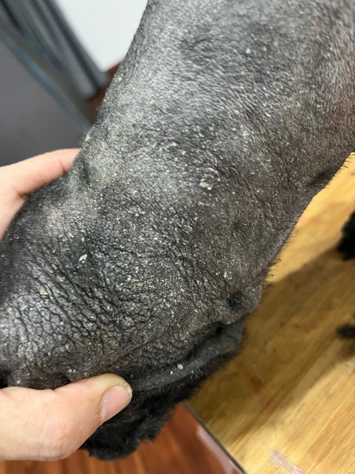Cạo Body ( Chó 5-8 kg). Dịch vụ chăm sóc thú cưng uy tín-duoc-ban-tai-Bệnh Viện Thú Cưng Việt - Mỹ Hà Nội
