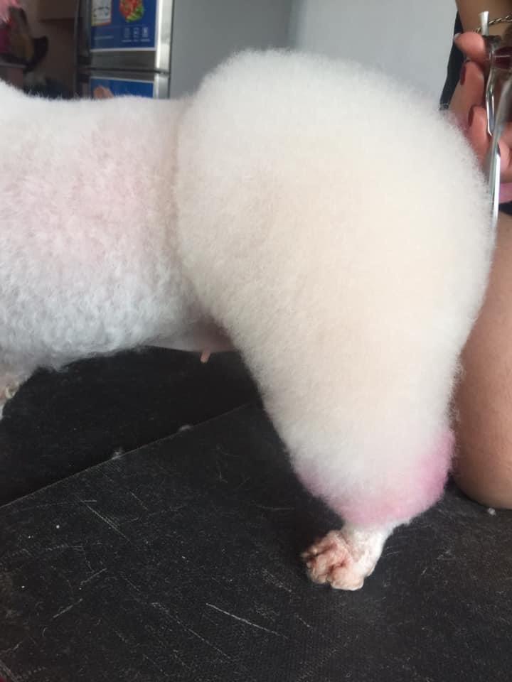 Vệ Sinh ( Chó 10 -12 kg). Dịch vụ chăm sóc thú cưng uy tín-duoc-ban-tai-Bệnh Viện Thú Cưng Việt - Mỹ Hà Nội