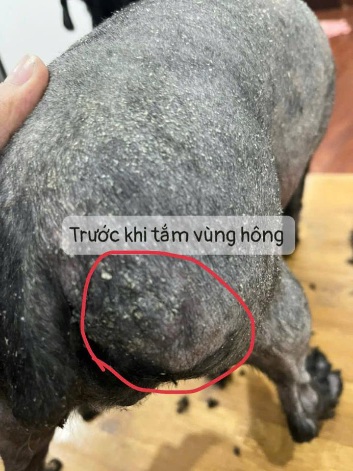 Tắm + vệ Sinh + Ủ Nấm chó dưới 2 kg-duoc-ban-tai-Bệnh Viện Thú Cưng Việt - Mỹ Hà Nội