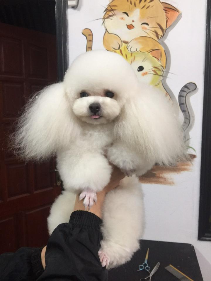 Vệ Sinh ( Chó 10 -12 kg). Dịch vụ chăm sóc thú cưng uy tín-duoc-ban-tai-Bệnh Viện Thú Cưng Việt - Mỹ Hà Nội