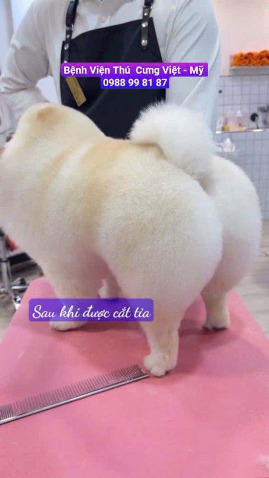 Vệ Sinh ( Chó 10 -12 kg). Dịch vụ chăm sóc thú cưng uy tín-duoc-ban-tai-Bệnh Viện Thú Cưng Việt - Mỹ Hà Nội