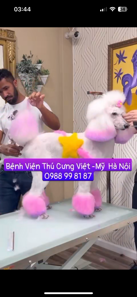 Vệ Sinh ( Chó 10 -12 kg). Dịch vụ chăm sóc thú cưng uy tín-duoc-ban-tai-Bệnh Viện Thú Cưng Việt - Mỹ Hà Nội