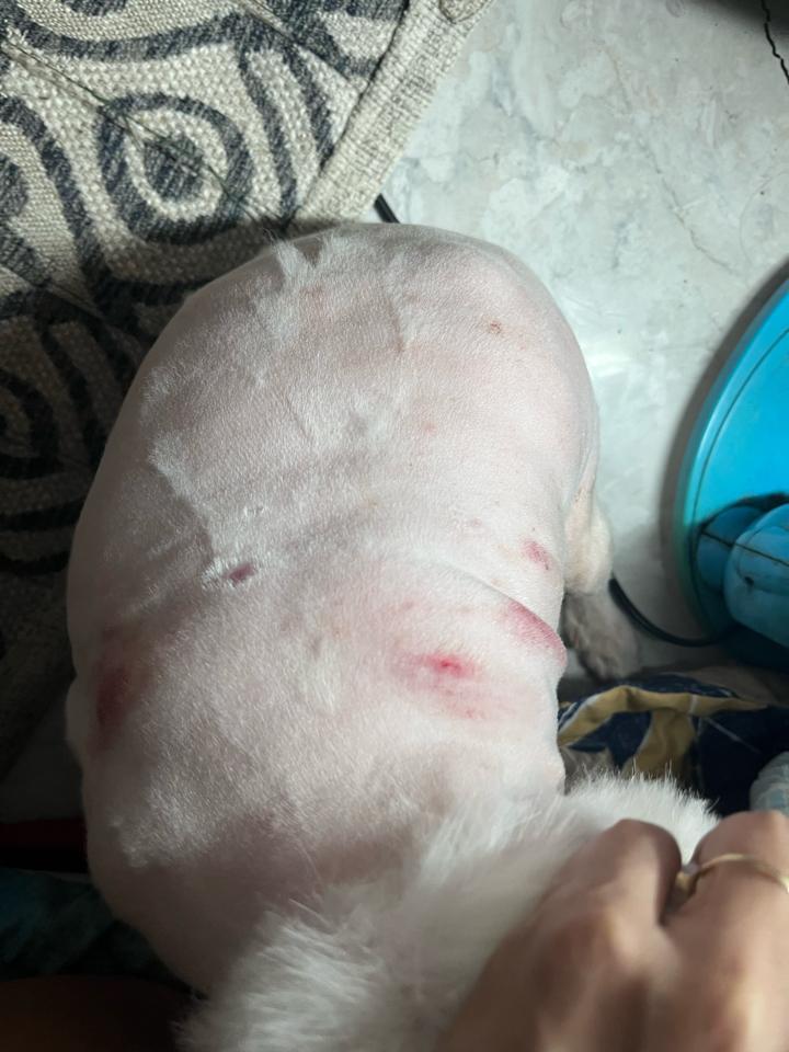 Nấm-duoc-ban-tai-Bệnh Viện Thú Cưng Việt - Mỹ Hà Nội