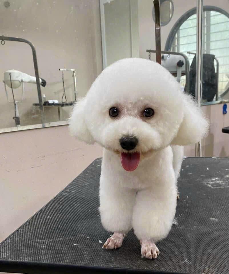 Vệ Sinh ( Chó 10 -12 kg). Dịch vụ chăm sóc thú cưng uy tín-duoc-ban-tai-Bệnh Viện Thú Cưng Việt - Mỹ Hà Nội
