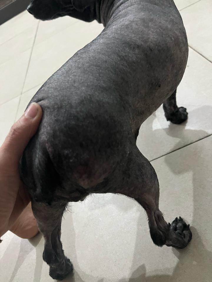 Cạo Body ( Chó 5-8 kg). Dịch vụ chăm sóc thú cưng uy tín-duoc-ban-tai-Bệnh Viện Thú Cưng Việt - Mỹ Hà Nội