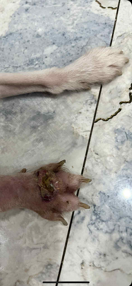 Bột Rắc làm Đầy vết Thương và lên Mô,Hút Dịch-duoc-ban-tai-Bệnh Viện Thú Cưng Việt - Mỹ Hà Nội
