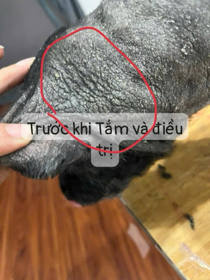 Tắm + vệ Sinh + Ủ Nấm chó dưới 2 kg-duoc-ban-tai-Bệnh Viện Thú Cưng Việt - Mỹ Hà Nội