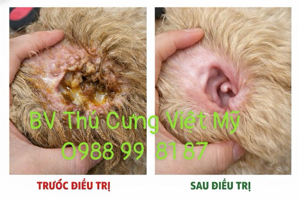 Thuốc Trị Dứt Điểm  Viêm Tai Chó Mèo – Hết Mùi Hôi, Nấm Tai, Ve Tai – Giảm Ngứa Sau 1 Ngày ,An toàn cho Chó mèo.-duoc-ban-tai-Bệnh Viện Thú Cưng Việt - Mỹ Hà Nội