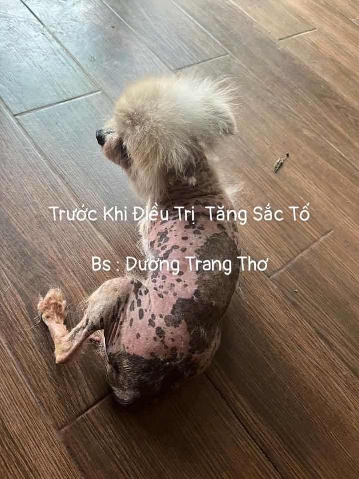 Kem Hỗ Trợ Xoá Thâm Da Chó Mèo – Giảm Tăng Sắc Tố, Nấm Da, Viêm Da ,Kích Mọc Lông Nhanh-duoc-ban-tai-Bệnh Viện Thú Cưng Việt - Mỹ Hà Nội