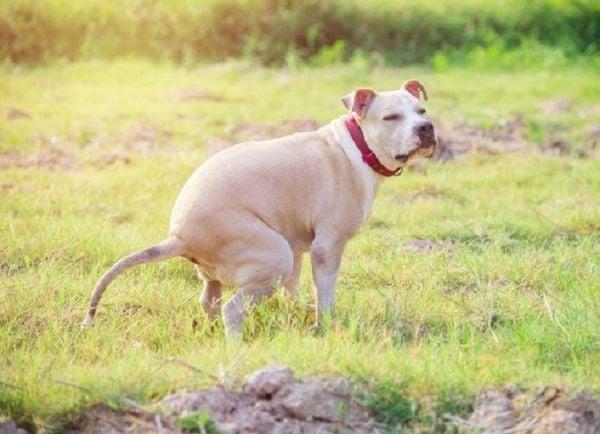 Giải Pháp Chấm Dứt Táo Bón, Khó Đi Vệ Sinh Dành Cho Chó Mèo-duoc-ban-tai-Bệnh Viện Thú Cưng Việt - Mỹ Hà Nội