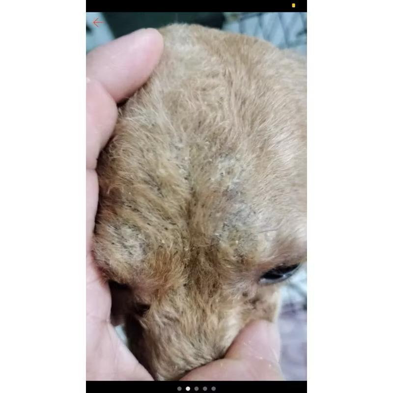 Sữa Tắm Đặc Trị Nấm Vảy Gàu Cho Chó Mèo - Giảm ngứa,ngăn rụng lông,bảo vệ da cho chó mèo-duoc-ban-tai-Bệnh Viện Thú Cưng Việt - Mỹ Hà Nội