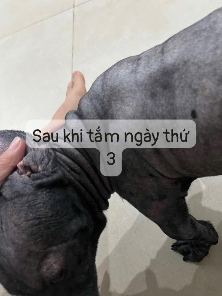 Tắm + vệ Sinh + Ủ Nấm chó dưới 2 kg-duoc-ban-tai-Bệnh Viện Thú Cưng Việt - Mỹ Hà Nội
