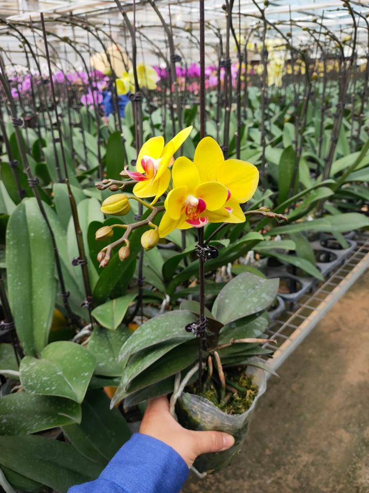 Lan nhí vàng-duoc-ban-tai-SHOP NGOCHAN32