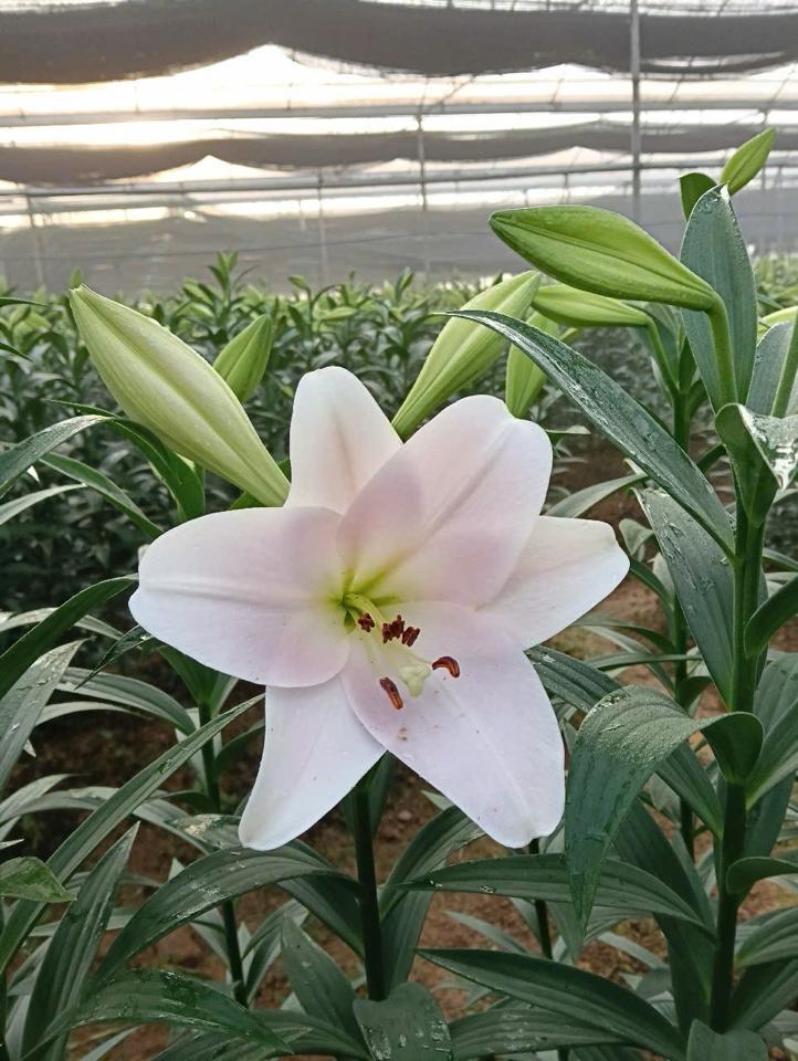 Kèn hồng MC 3-4 tai-duoc-ban-tai-SHOP NGOCHAN32