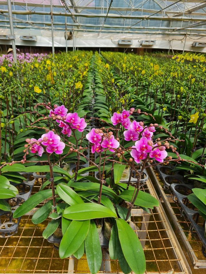 Lan nhí hồng tím 1 ngồng-duoc-ban-tai-SHOP NGOCHAN32