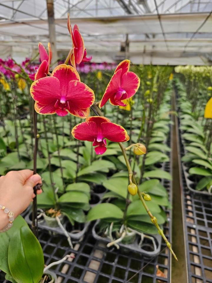 Lan Đỏ viền vàng-duoc-ban-tai-SHOP NGOCHAN32