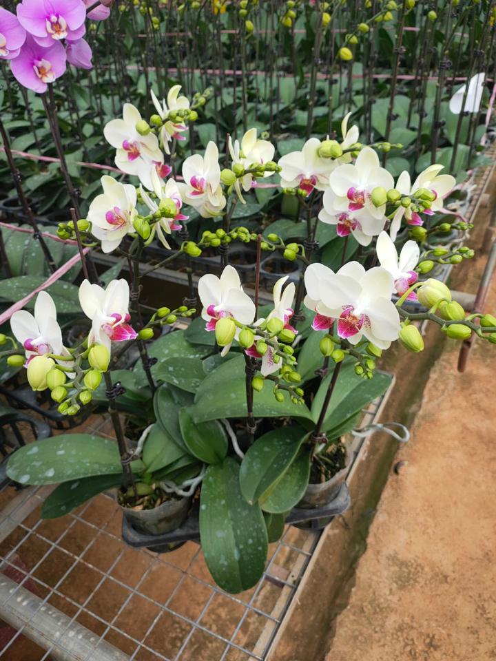 Lan nhí xanh táo 1 ngồng-duoc-ban-tai-SHOP NGOCHAN32