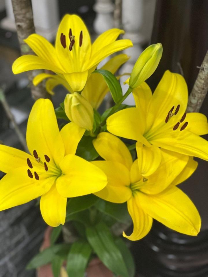 Ly lai kèn vàng 5-7 tai-duoc-ban-tai-SHOP NGOCHAN32