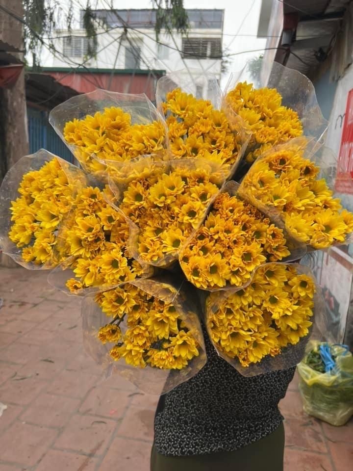 Cúc mai cam-duoc-ban-tai-SHOP NGOCHAN32
