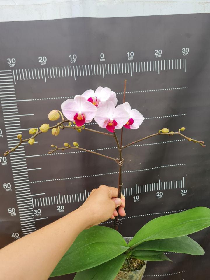 Lan nhí má hồng 1 ngồng-duoc-ban-tai-SHOP NGOCHAN32