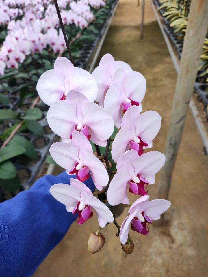 Lan nhí phấn hồng-duoc-ban-tai-SHOP NGOCHAN32