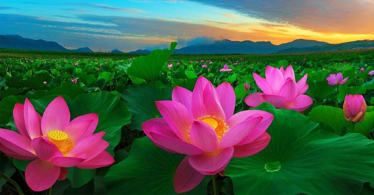 Hoa Sen 2-duoc-ban-tai-Shang