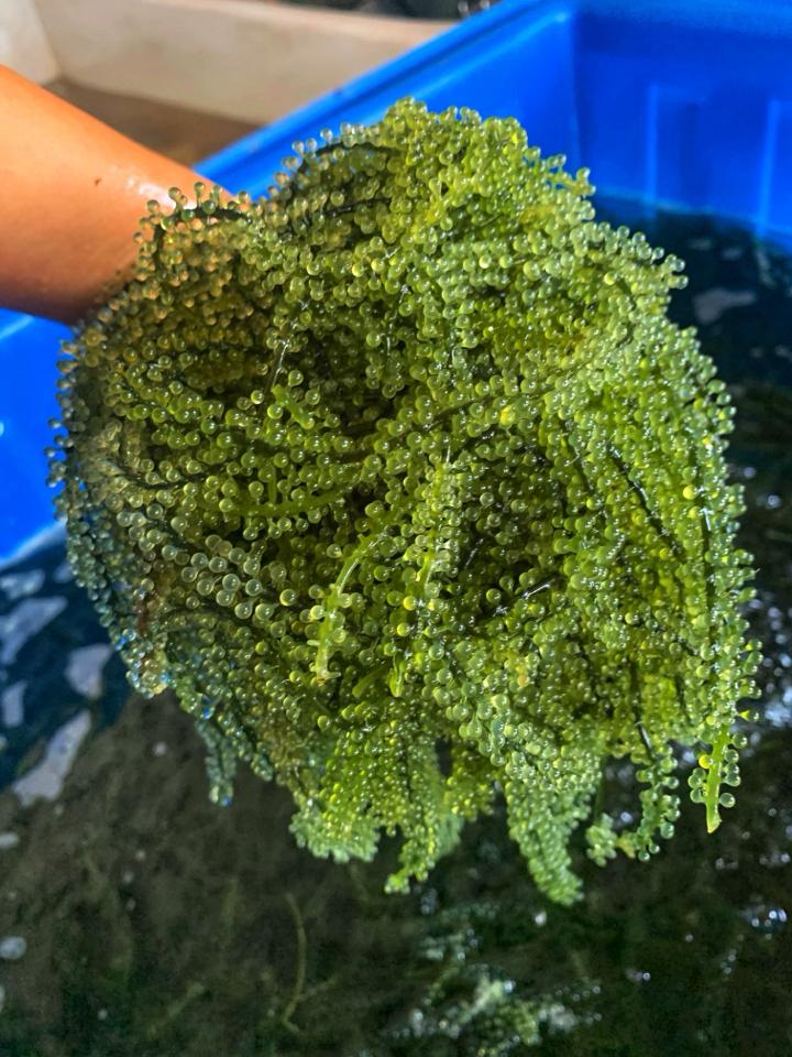 Rong nho lẻ-duoc-ban-tai-Hải sản phương đan