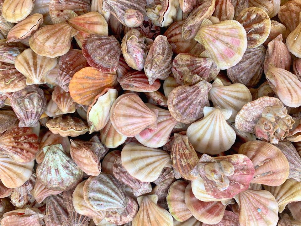 Sò kim cương-duoc-ban-tai-Hải sản phương đan