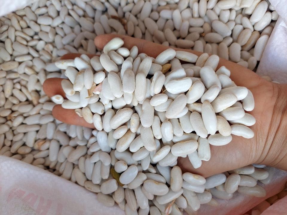 Đậu trắng Đà Lạt-duoc-ban-tai-Yummy Nuts-Thế Giới Hạt Ngon!