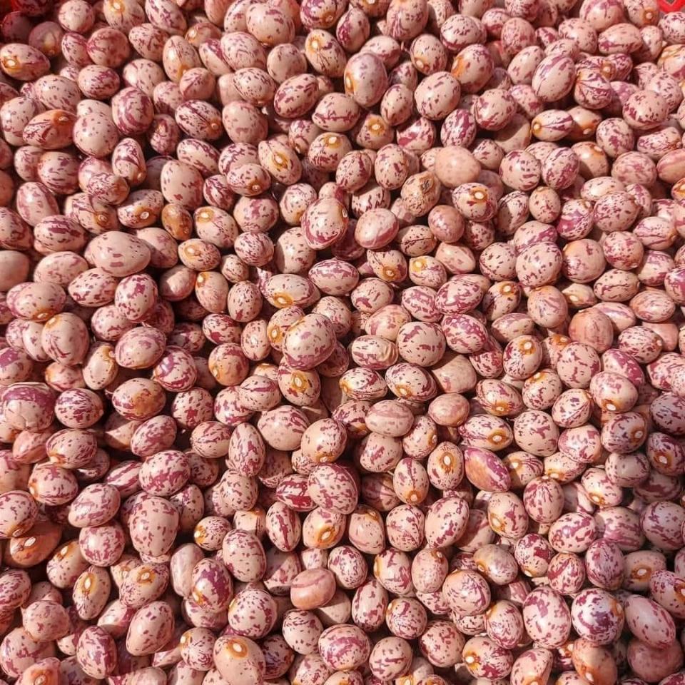 Đậu cúc Đà Lạt-duoc-ban-tai-Yummy Nuts-Thế Giới Hạt Ngon!
