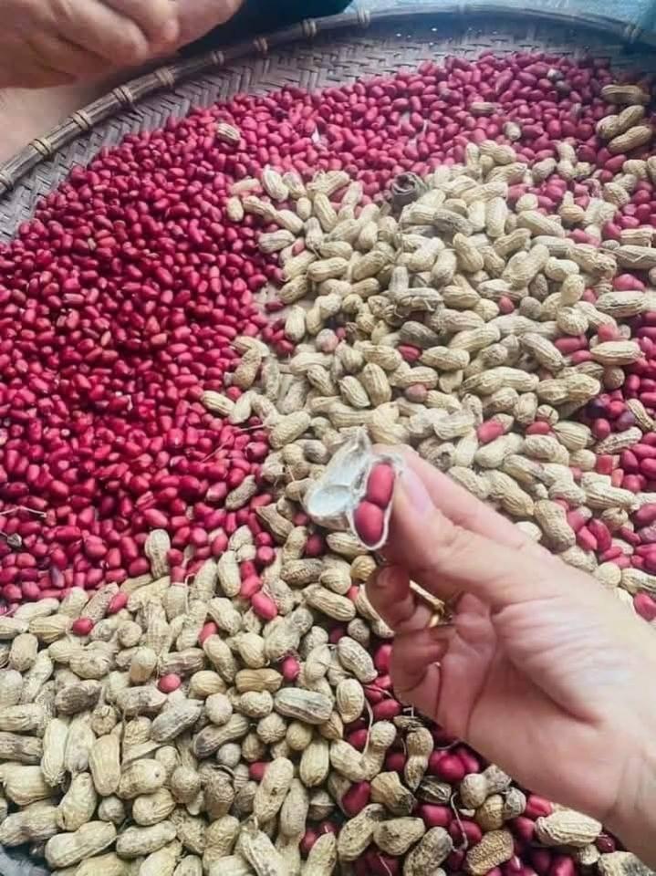 Lạc (Đậu phộng đỏ)-duoc-ban-tai-Yummy Nuts-Thế Giới Hạt Ngon!