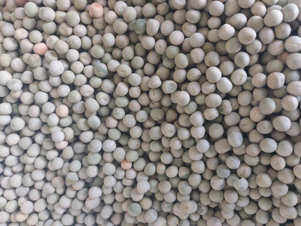 Đậu hà lan khô-duoc-ban-tai-Yummy Nuts-Thế Giới Hạt Ngon!