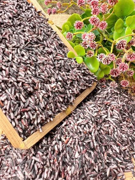 Gạo Tím Thảo Dược-duoc-ban-tai-Nông Sản Sạch Tây Bắc
