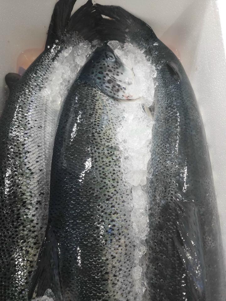 Cá hồi tươi Nauy / con size 5_6kg-duoc-ban-tai-Toàn 40