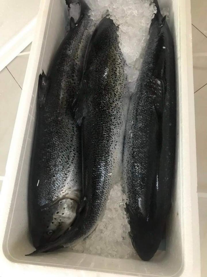 Cá hồi tươi Nauy / con size 5_6kg-duoc-ban-tai-Toàn 40